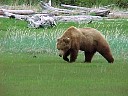 Alaskabear.jpg