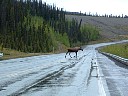 Alaskamoosecrossing.jpg
